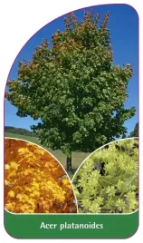 etykiety-do-roslin-z-gumka-acer-platanoides