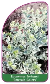 etykiety-euonymus-fortunei-emerald-gaiety