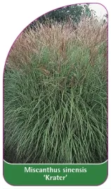 etykiety-do-roslin-miscanthus-sinensis-krater