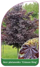 etykiety-do-roslin-acer-platanoides-crimson-king