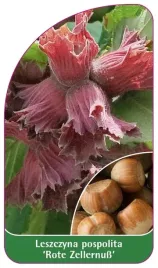 etykiety-leszczyna-pospolita-rote-zellernuss