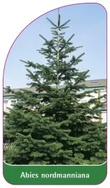 etykiety-do-roslin-z-gumka-abies-normanniana