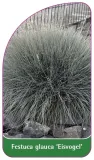 etykiety-do-roslin-festuca-glauca-eisvogel