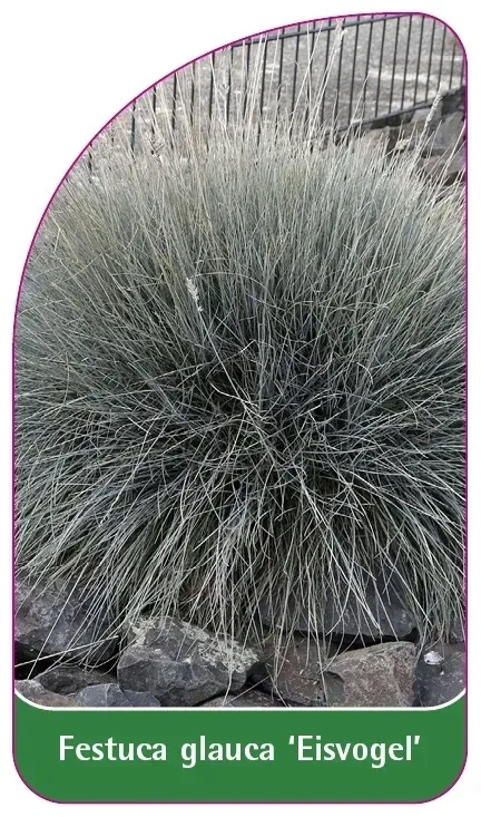 etykiety-do-roslin-festuca-glauca-eisvogel-stan-nowy