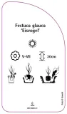 etykiety-do-roslin-festuca-glauca-eisvogel-stan-nowy