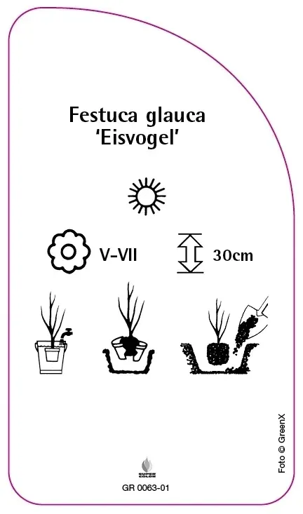 etykiety-do-roslin-festuca-glauca-eisvogel
