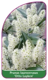 etykiety-do-roslin-prunus-laurocerasus-otto-luyken