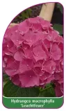 etykiety-hydrangea-macrophylla-leuchtfeuer