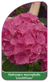 etykiety-hydrangea-macrophylla-leuchtfeuer