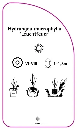 etykiety-hydrangea-macrophylla-leuchtfeuer