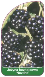 etykiety-do-roslin-jezyna-bezkolcowa-navaho