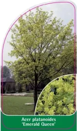 etykiety-do-roslin-acer-platanoides-emerald-queen