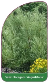 etykiety-do-roslin-salix-elaeagnos-angustifolia