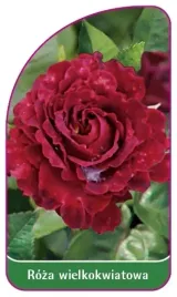 etykiety-do-roslin-roza-wielkokwiatowa-nr-233