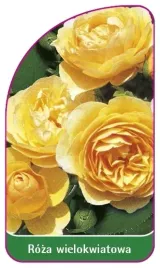 etykiety-do-roslin-roza-wielokwiatowa-nr-264-b