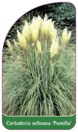 etykiety-do-roslin-cortaderia-selloana-pumilla