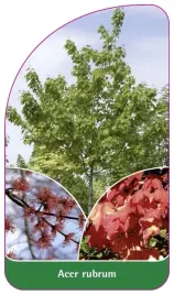 etykiety-do-roslin-z-gumka-acer-rubrum