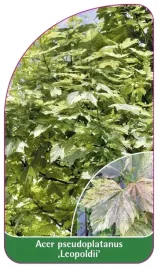 etykiety-do-roslin-acer-pseudoplatanus-leopoldii