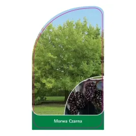 etykiety-do-roslin-z-gumka-morwa-czarna