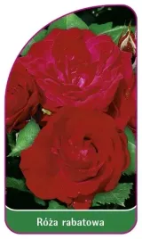 etykiety-do-roslin-z-gumka-roza-pnaca-nr-100-b