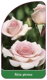 etykiety-do-roslin-z-gumka-roza-pienna-nr-20