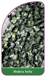 etykiety-do-roslin-z-gumka-hedera-helix