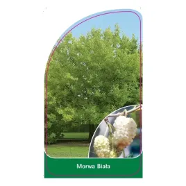 etykiety-do-roslin-z-gumka-morwa-biala