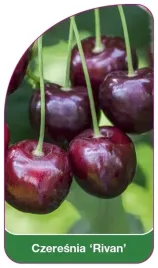 etykiety-do-roslin-z-gumka-czeresnia-rivan