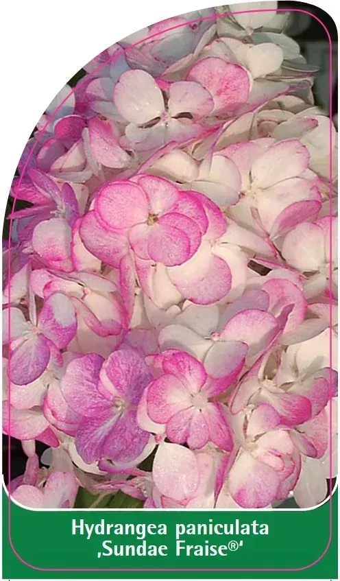 etykiety-hydrangea-paniculata-sundae-fraise-stan-nowy