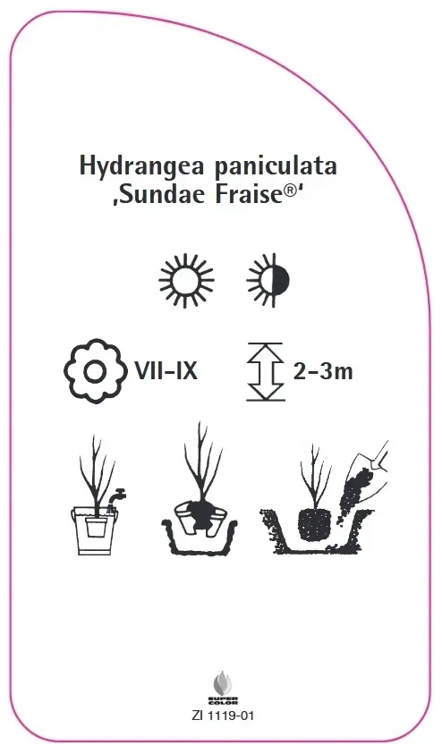 etykiety-hydrangea-paniculata-sundae-fraise