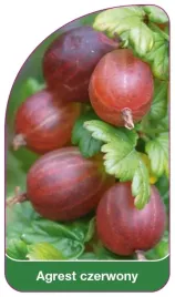 etykiety-do-roslin-z-gumka-agrest-czerwony