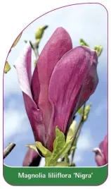 etykiety-do-roslin-magnolia-liliiflora-nigra