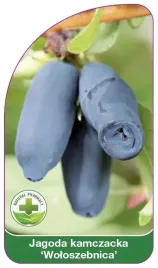 etykiety-do-roslin-jagoda-kamczacka-woloszebnica