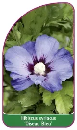etykiety-do-roslin-hibiscus-syriacus-oiseau-bleu