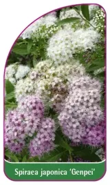 etykiety-do-roslin-spiraea-japonica-genpei