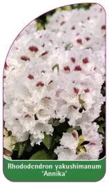 etykiety-rhododendron-yakushimanum-annika