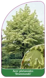 etykiety-do-roslin-acer-platanoides-drummondii