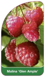 etykiety-do-roslin-z-gumka-malina-glen-ample