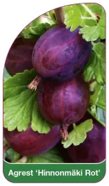 etykiety-do-roslin-z-gumka-agrest-hinnonmaki-rot