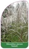 etykiety-do-roslin-miscanthus-sinensis-goliath