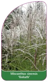 etykiety-do-roslin-miscanthus-sinensis-goliath