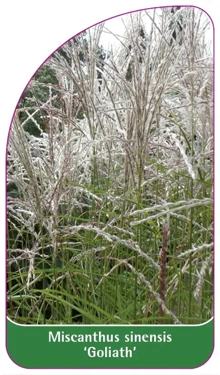 etykiety-do-roslin-miscanthus-sinensis-goliath-stan-nowy