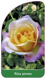 etykiety-do-roslin-z-gumka-roza-pienna-nr-17