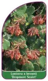 etykiety-lonicera-x-brownii-dropmore-scarlet