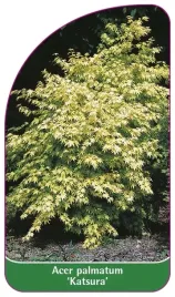 etykiety-do-roslin-z-gumka-acer-palmatum-katsura