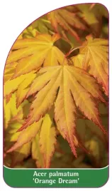 etykiety-do-roslin-acer-palmatum-orange-dream