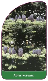 etykiety-do-roslin-z-gumka-abies-koreana