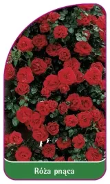 etykiety-do-roslin-z-gumka-roza-pnaca-nr-324-a