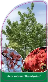 etykiety-do-roslin-z-gumka-acer-rubrum-brandywine