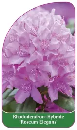 etykiety-rhododendron-hybride-roseum-elegans